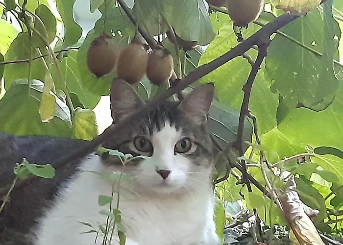 In Altstadthaus Sankt Veit an der Glan